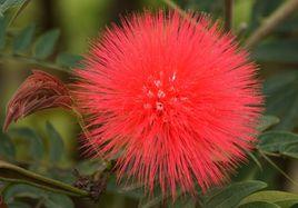 密毛繡球 密毛繡球