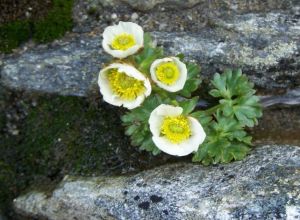 高山凍綠（變種）