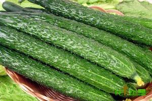 寧陽大刺黃瓜 寧陽大刺黃瓜