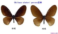 臀珠斑鳳蝶(亞種4)