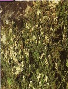 小葉枸子 小葉枸子