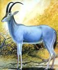 藍羚羊 藍羚羊