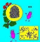 脊髓灰白質炎病毒