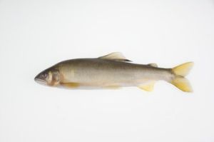 香魚