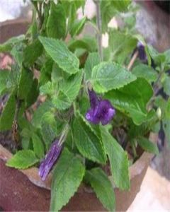 卵萼毛麝香 卵萼毛麝香