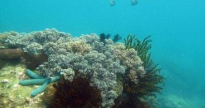 亞龍灣愛琴海潛水度假村 亞龍灣愛琴海潛水度假村