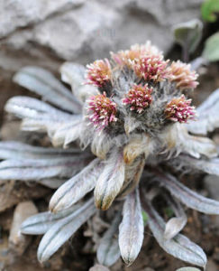 黑毛雪兔子 黑毛雪兔子