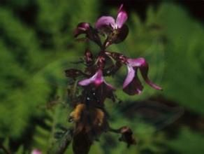 穆坪馬先蒿 穆坪馬先蒿