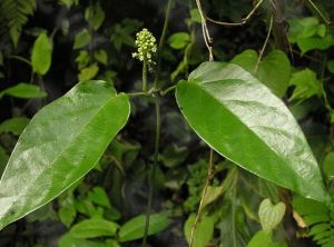 短序藍葉藤(變種) 短序藍葉藤(變種)
