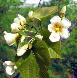 日本油桐 日本油桐