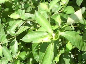 代表植物:倒吊筆