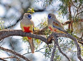 藍蓋鸚鵡 藍蓋鸚鵡