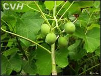 能源作物 能源作物