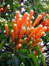 先鋒植物 先鋒植物