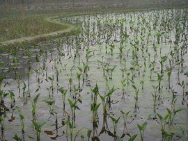 彩雲湖國家濕地公園 彩雲湖國家濕地公園