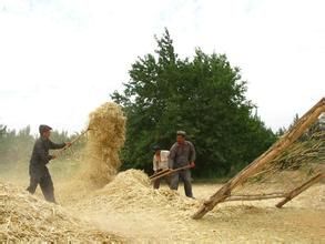 打麥[漢語辭彙]