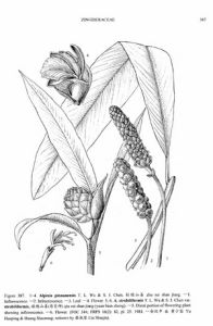 柱穗山姜 柱穗山姜