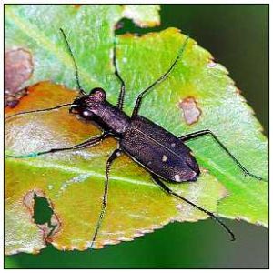 芽斑虎甲 芽斑虎甲