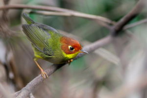 栗頭地鶯 栗頭地鶯