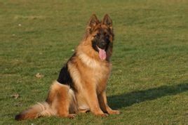 中國長毛狼犬 中國長毛狼犬