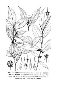 來源：中國植物志原版墨線圖