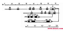 人類α珠蛋白基因簇和人類β珠蛋白基因簇