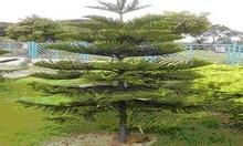 大葉南洋杉 大葉南洋杉