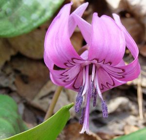 新疆豬牙花 新疆豬牙花