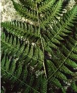 光腳短腸蕨 光腳短腸蕨