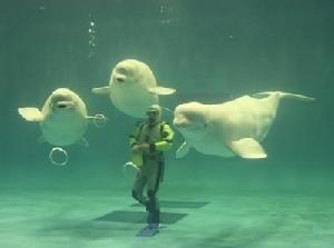 江津市[日本江津市]