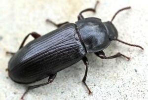 方胸甲科 方胸甲科