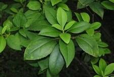 狹葉球核莢迷 狹葉球核莢迷