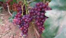 陳集葡萄