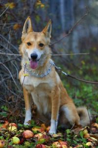 西西伯利亞萊卡犬