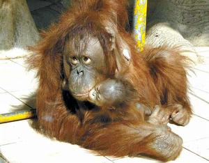 紅毛猩猩 紅毛猩猩