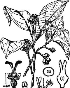 屏邊秀柱花 屏邊秀柱花