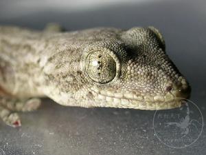 （圖）無蹼壁虎