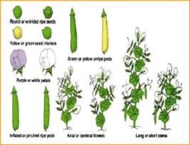 種子純度 種子純度