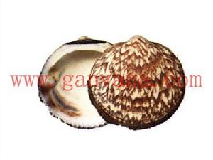 歐洲蚶蜊 歐洲蚶蜊