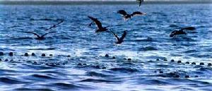 查乾湖國家級自然保護區