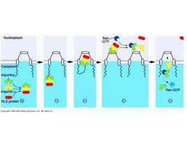 核孔運輸 核孔運輸
