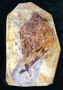 北票鳥化石國家級自然保護區