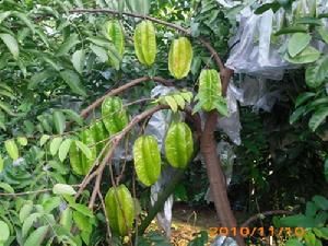 軟枝蜜絲楊桃 軟枝蜜絲楊桃