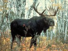 駝鹿雅庫特亞種