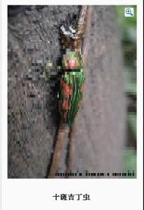 十斑吉丁蟲