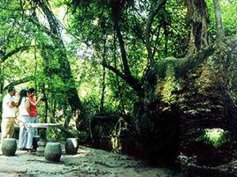 福泉龍昌龍井 福泉龍昌龍井