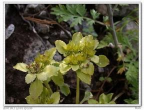 纖細金腰 纖細金腰