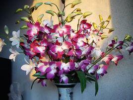 百鳥朝鳳[芍藥屬牡丹栽培品種]