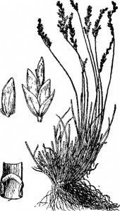 波伐早熟禾 波伐早熟禾