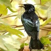 發冠卷尾蘇拉威西亞種